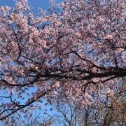 桜の画像