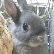 ロン