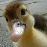 かおりんご