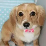 miho