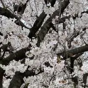 さったん⭐︎無言・即購入OK！の画像