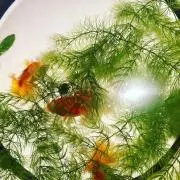 めんそーれの画像