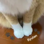 琉海