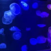 ののの画像