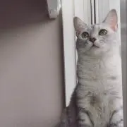rinの画像