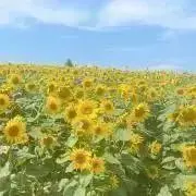 airin【引っ越しのため断捨離中】の画像