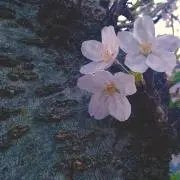 さくら