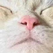 しましまの画像