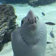 弱sonの画像