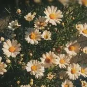 hanaの画像