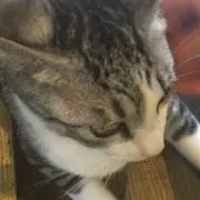 まりも