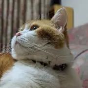 Tomo-Piの画像