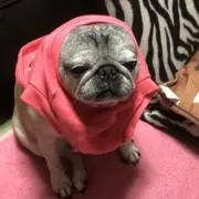 パグ
