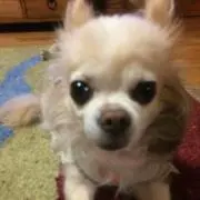 しょうゆの画像