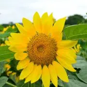 ふーるの画像