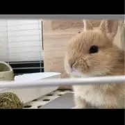 ルル