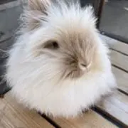まりの画像