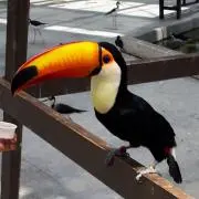 まりか