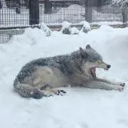 HIROの画像