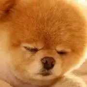 pyon☆の画像