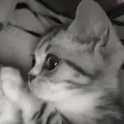 まむの画像