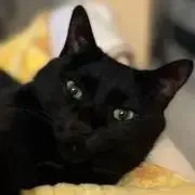 ジジの画像