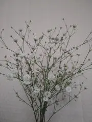 かすみ草【本／時々可愛いもの】の画像