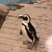 えーけーの画像