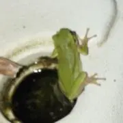 かえるの画像