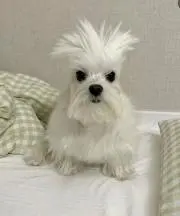 いぬっこの画像