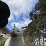 モードに向かって歩こうの画像