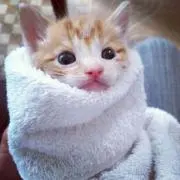 Image of こねこ