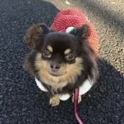 さーちゃんの画像