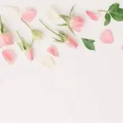 とんとの画像