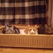 ねこにゃん