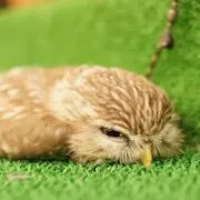 つぶれまんじゅう。-プロフ必読-の画像