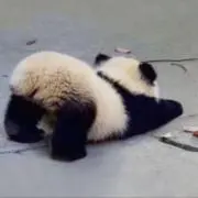 あの画像