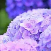 紫陽花の画像