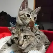 ぽんきき