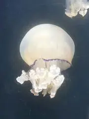 えびすの画像