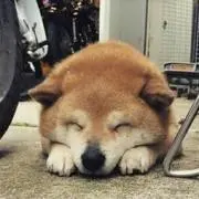 パオパオ