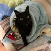 リリーの画像