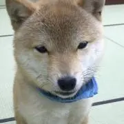 ゆう