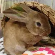 アキ