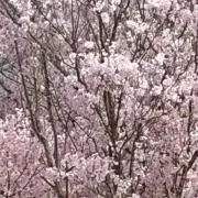 ☆さくうめ☆