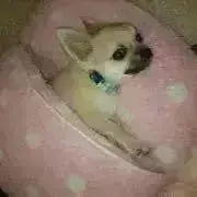 るるぽぽの画像