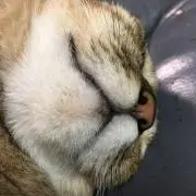 さなの画像