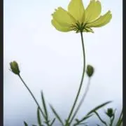 ❁  ruru ❁の画像