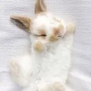 ミナの画像