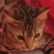 むつみちゃんの画像
